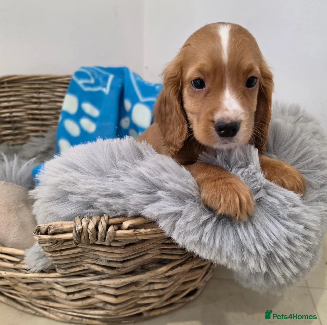 Cocker Spaniel dogs for sale: Working Type Cocker Spaniels - Advert 30