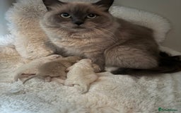 Ragdoll cats for sale: Stunning mink Ragdoll baby’s! 🩶🐱🩶 - Image 13
