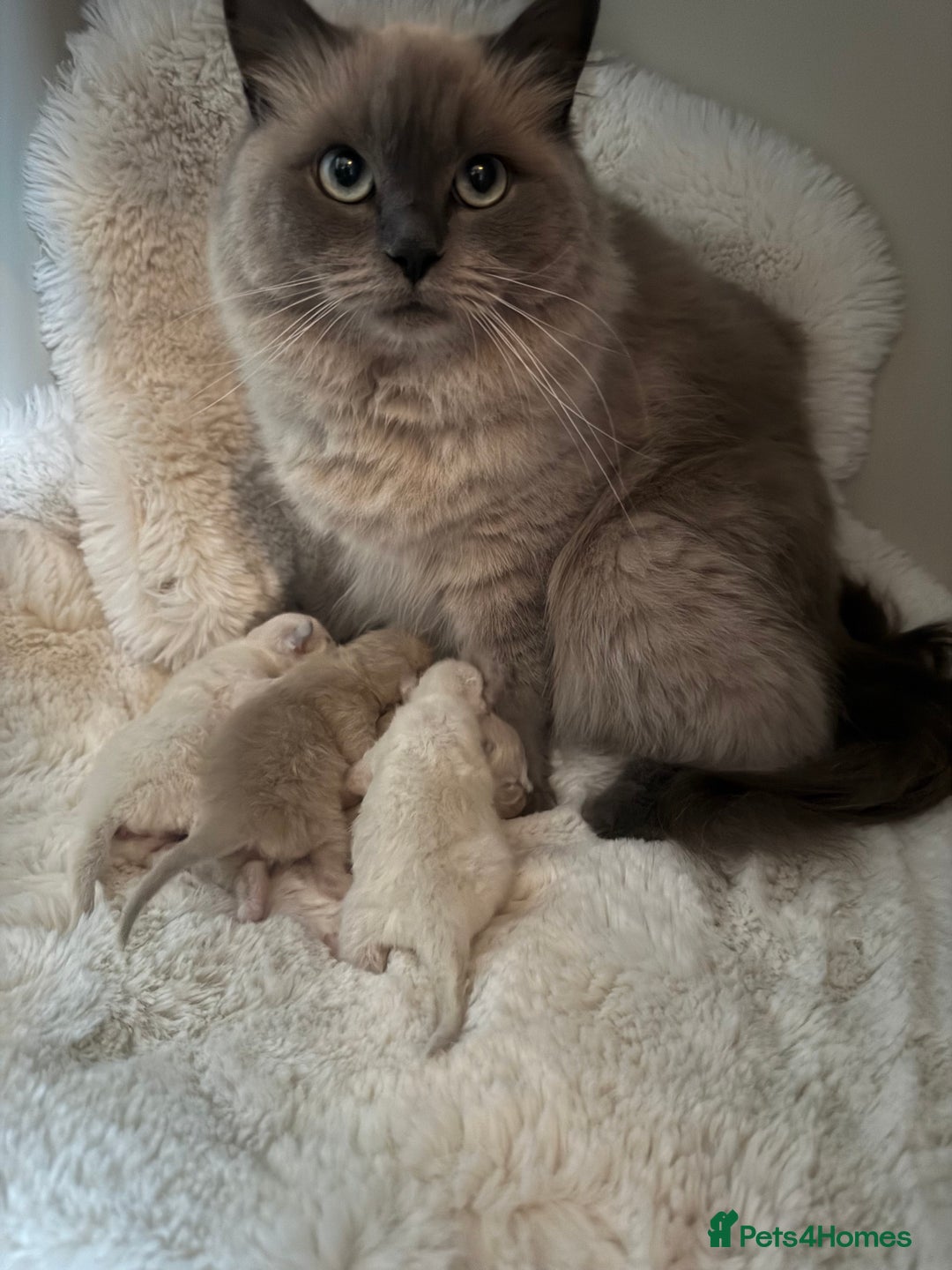 Ragdoll cats for sale: Stunning mink Ragdoll baby’s! 🩶🐱🩶 - Image 13