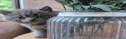 British Shorthair cats for sale: Pure British Shorthair kittens - Advert 17