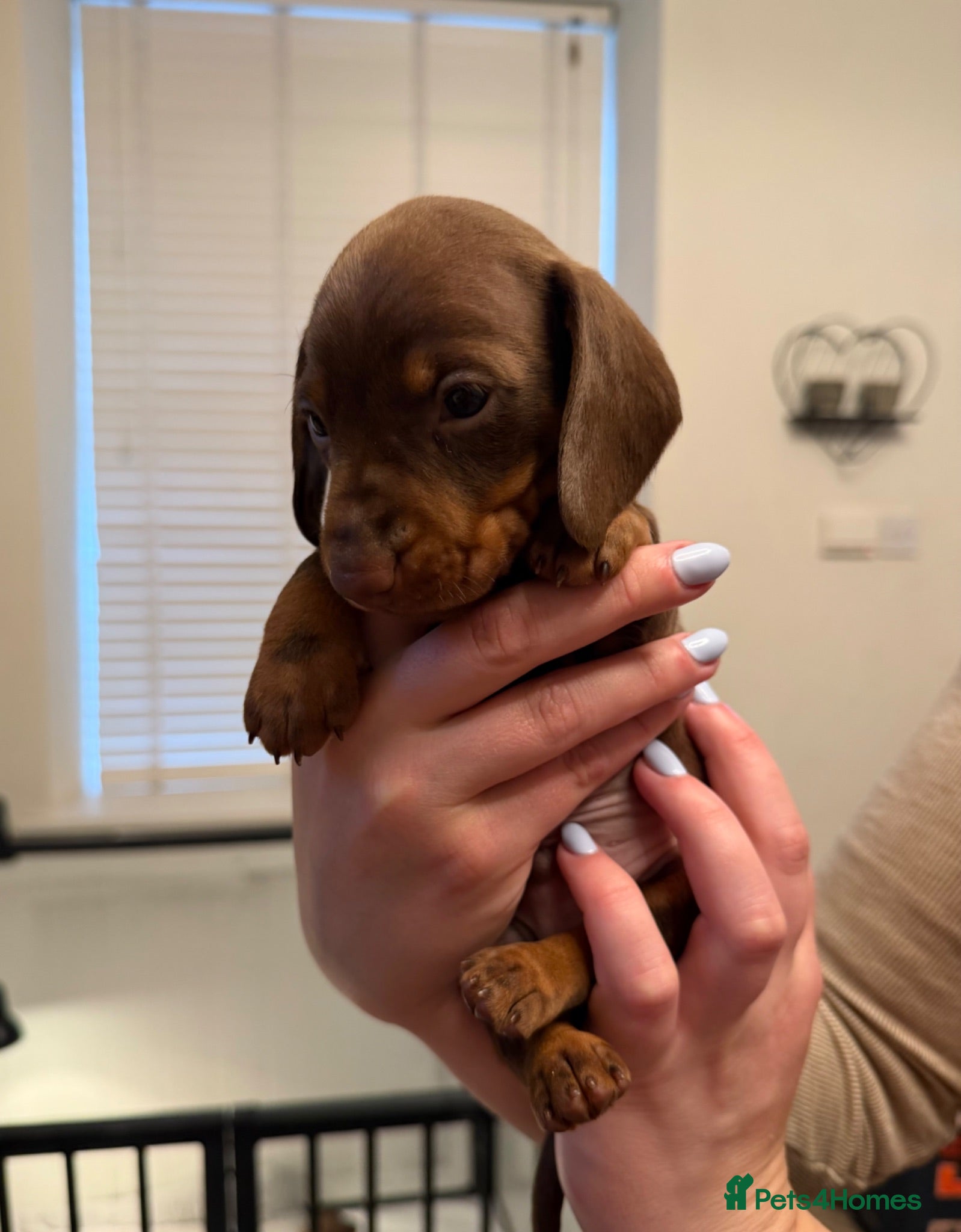 Miniature Dachshund dogs Beautiful litter of miniature dachshunds - Advert 2