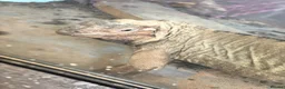 Iguana reptiles for sale: Rhinoceros Iguana - Advert 2