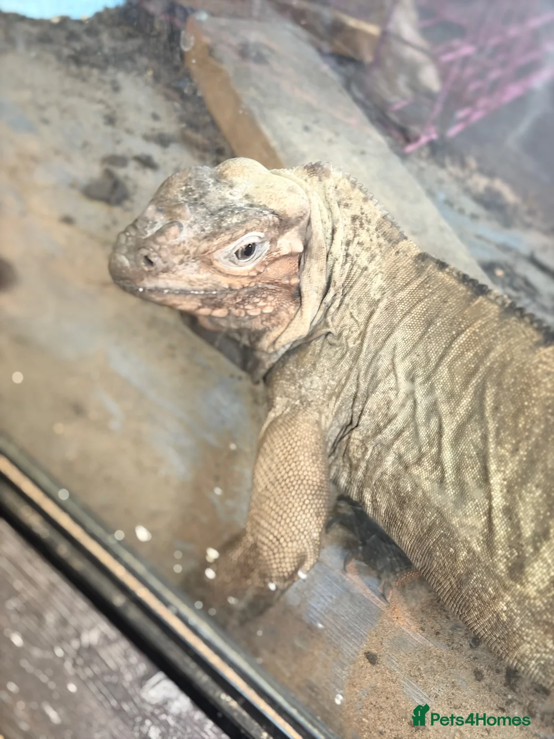Iguana reptiles for sale: Rhinoceros Iguana - Advert 2