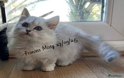 Munchkin cats for sale: Exceptional Quality & Extremely Rare Silver Minuet - Image 13