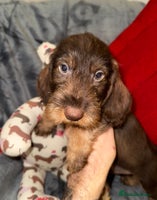 Dachshund dogs - Advert 6