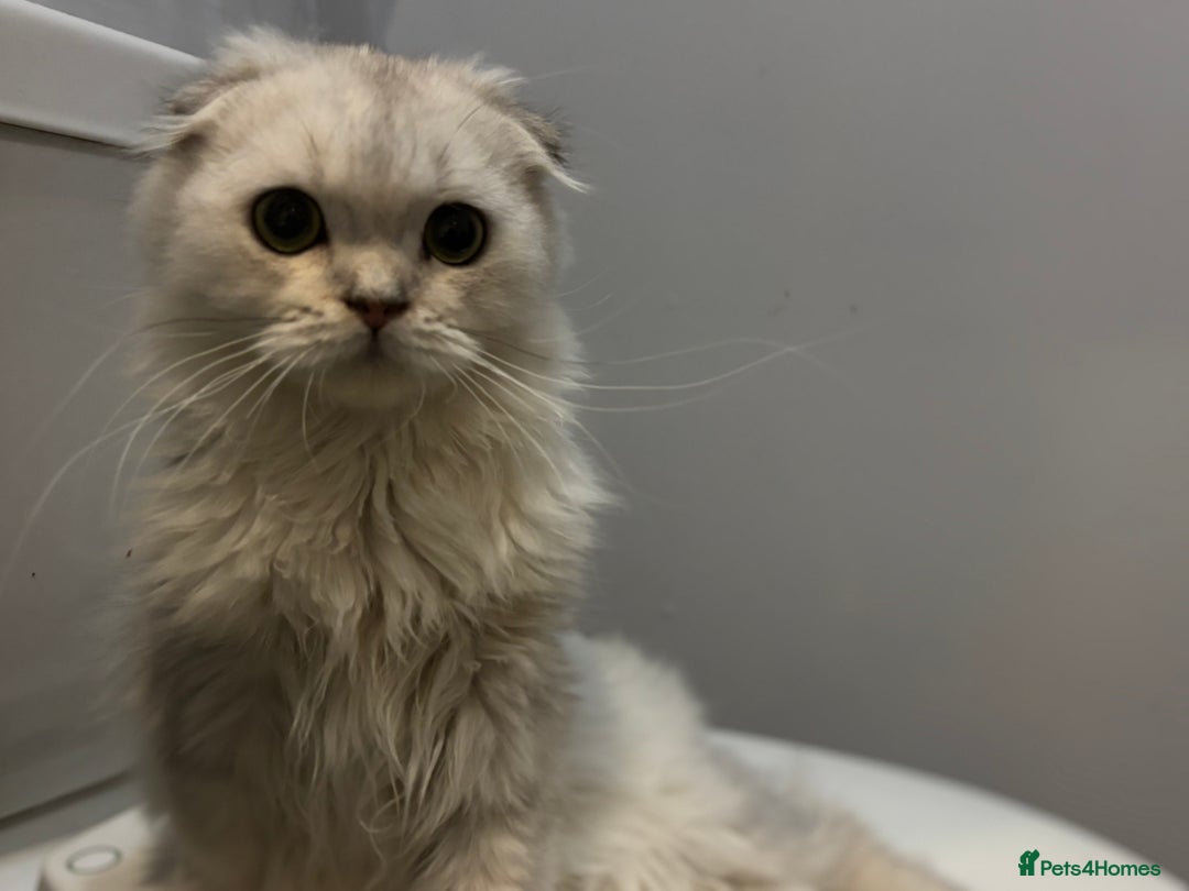 Scottish Fold cats for sale: Scottish fold - Advert 31