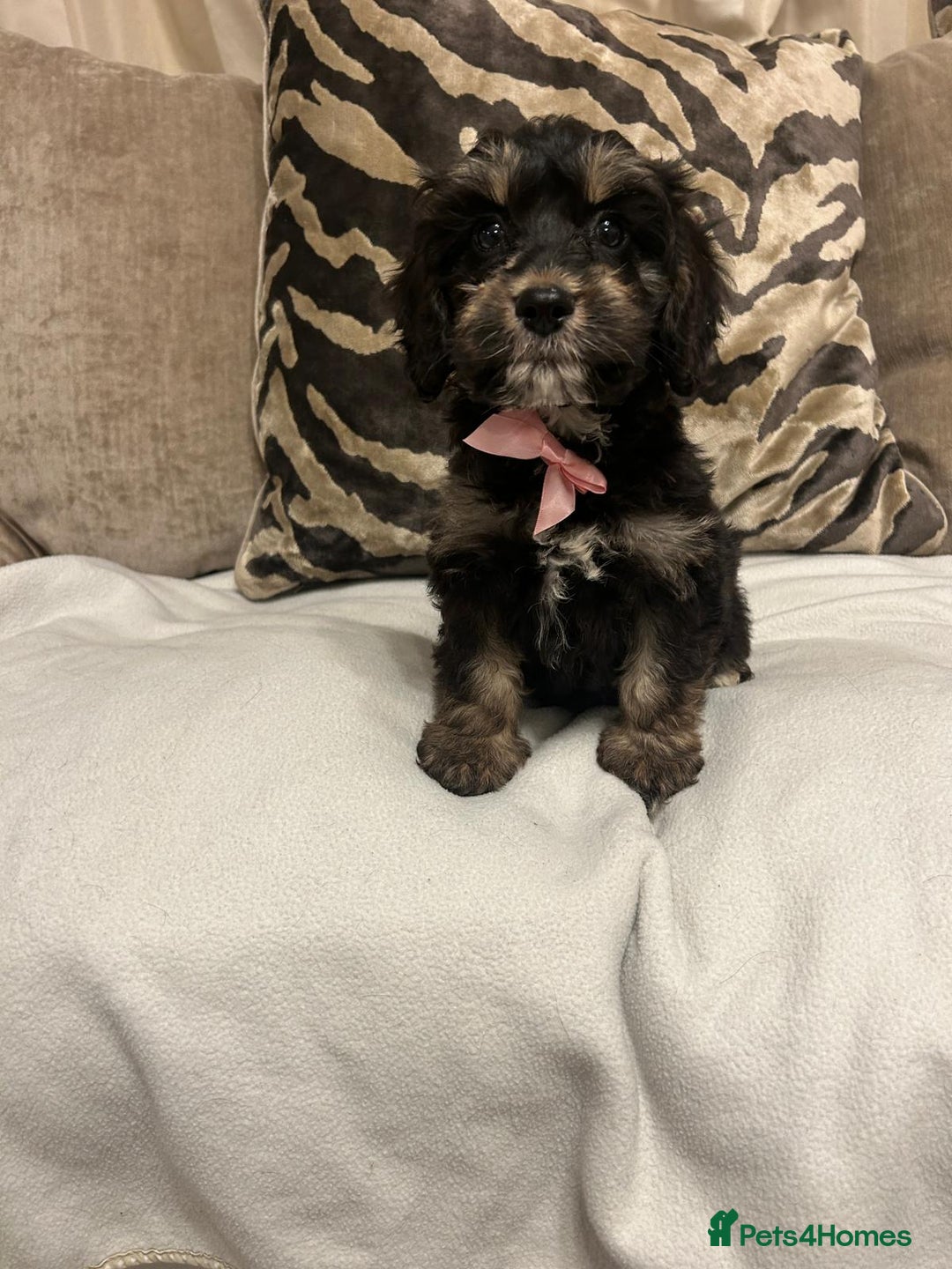 Cavapoo dogs for sale: Cavapoo puppies  - Advert 4