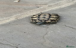 Hermann Tortoise reptiles for sale: 5 Spur Thighed Tortoises  - Image 27