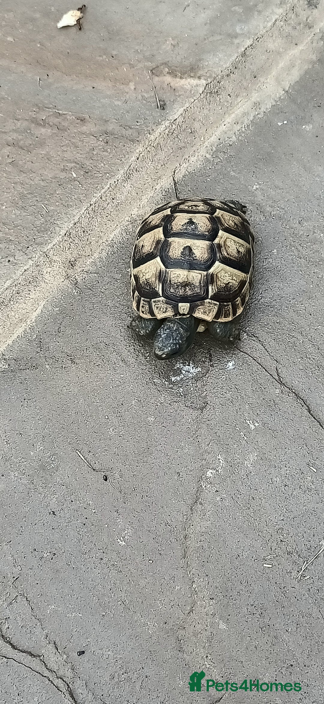 Hermann Tortoise reptiles for sale: 5 Spur Thighed Tortoises  - Image 27