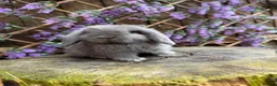 Mini Lop rabbits for sale: Mini lop siblings Ready now  - Advert 19
