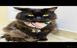 Mixed Breed cats for adoption: MESH MESH & BROWNIE HANDSOME BONDED NEUTERED PAIR  - Image 3