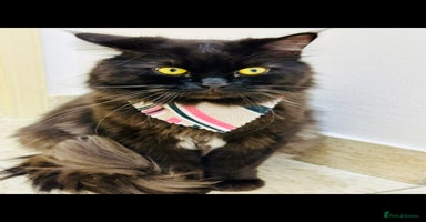 Mixed Breed cats - Advert 3