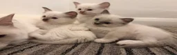Ragdoll cats for sale: ⭐️Beautiful Ragdoll Kittens 8 weeks⭐️ - Advert 14