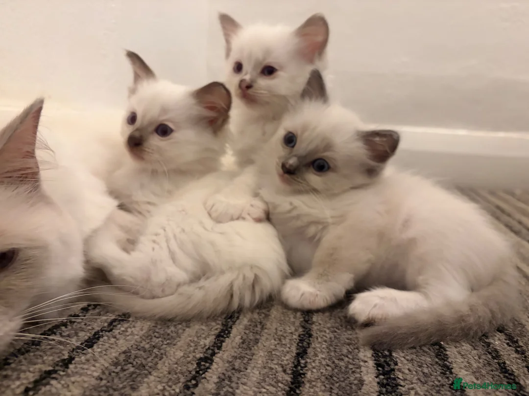 Ragdoll cats for sale: ⭐️Beautiful Ragdoll Kittens 8 weeks⭐️ - Advert 14