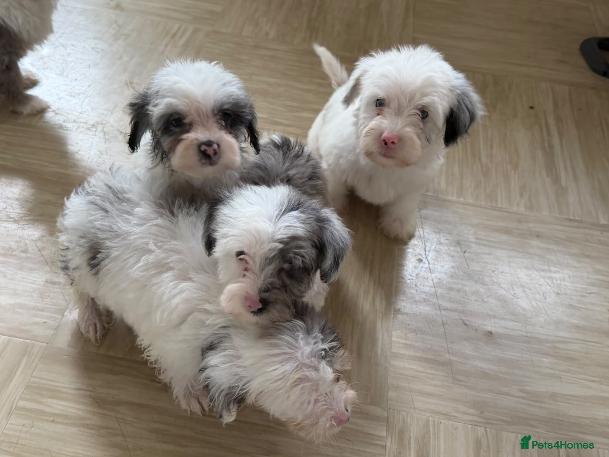 Yorkiepoo dogs Yorkiepoos for sale - Advert 2