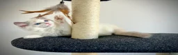 Ragdoll cats for sale: Last three ragdoll kittens! Don’t miss out! - Advert 7