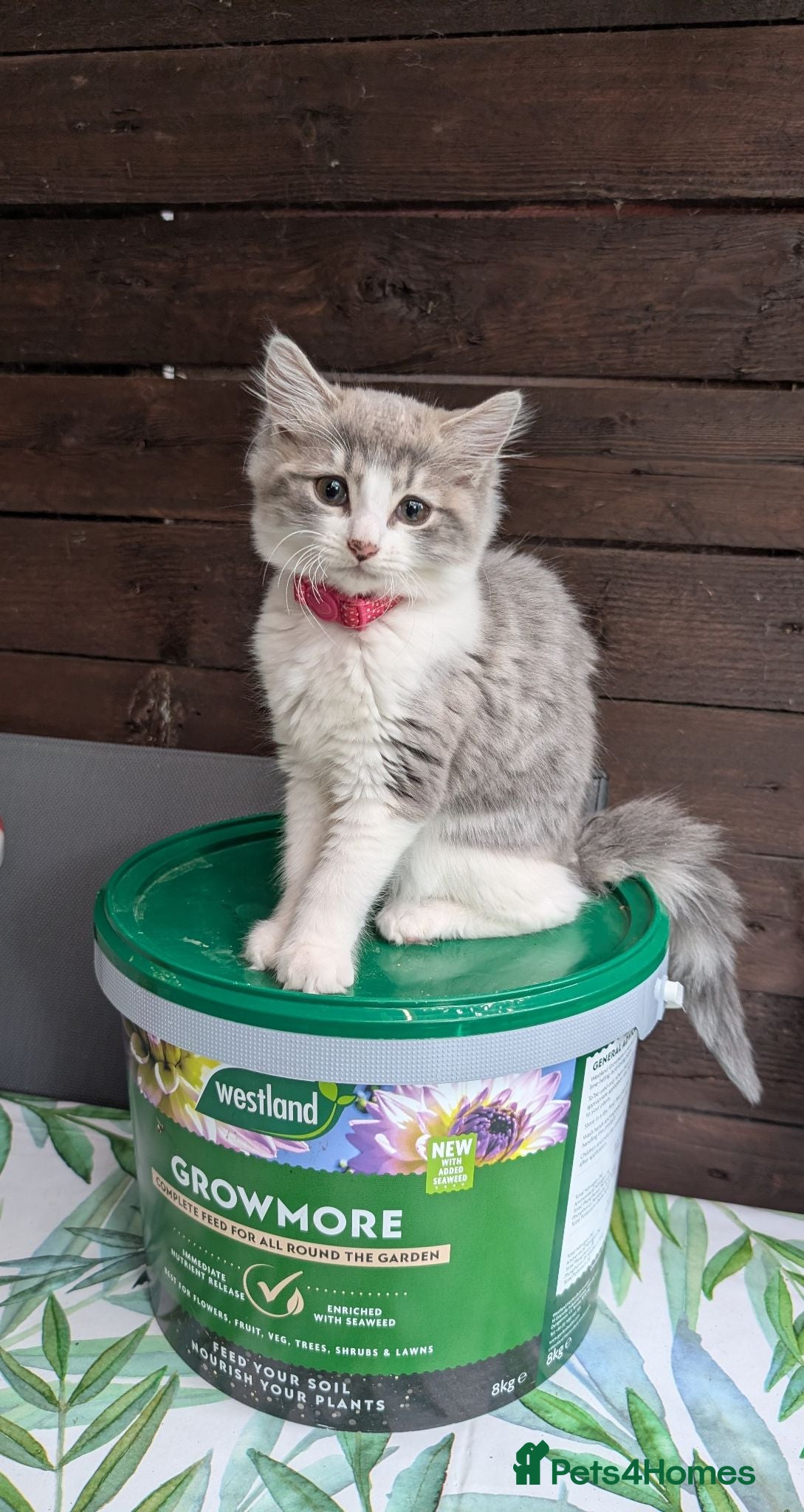 Siberian cats Siberian crossed kittens/ just Girl left  - Advert 1