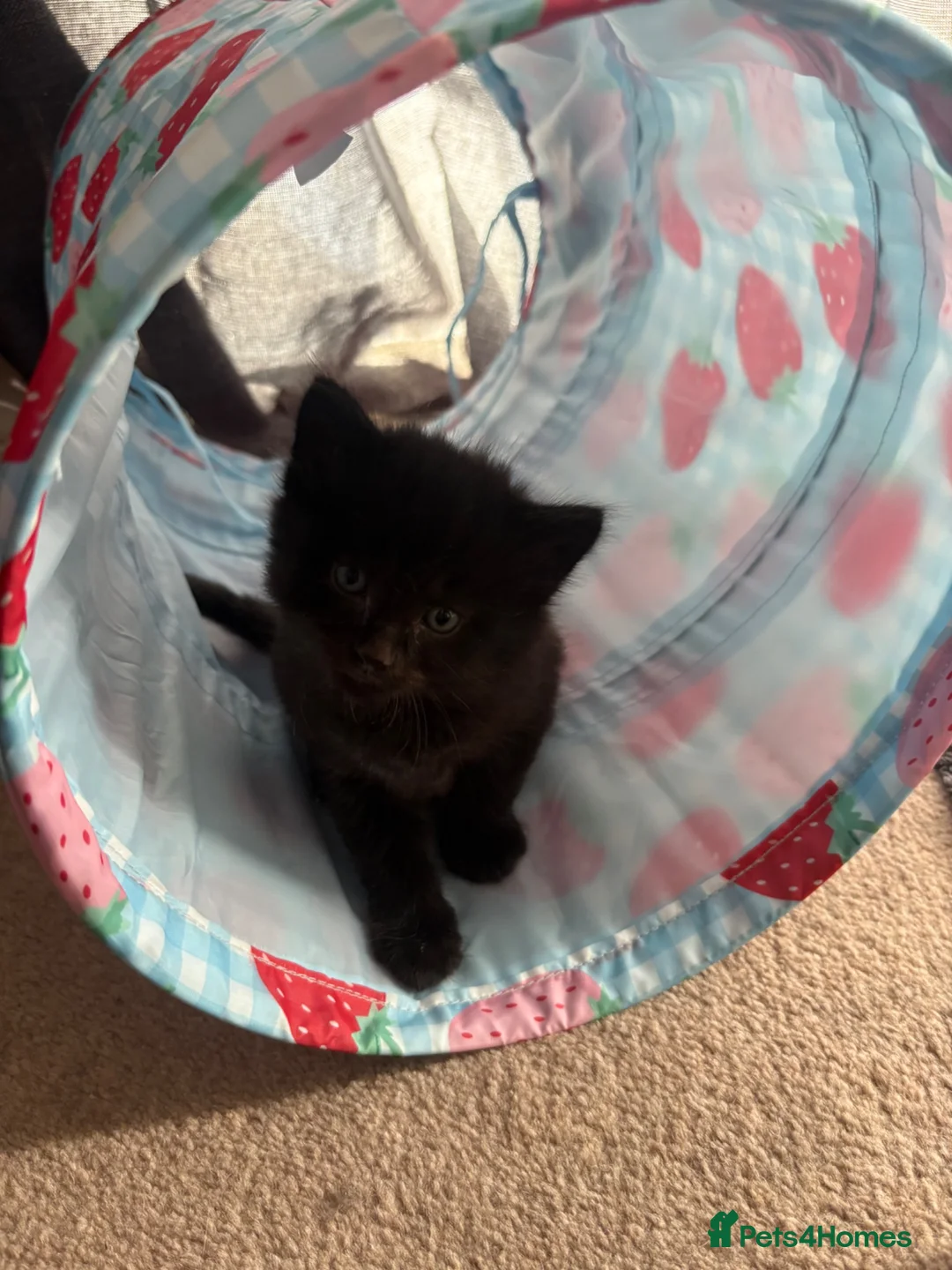 Mixed Breed cats for sale: Kittens  - Advert 2