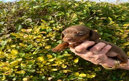 Miniature Dachshund dogs for sale: Kc reg mini dachshunds - Image 9