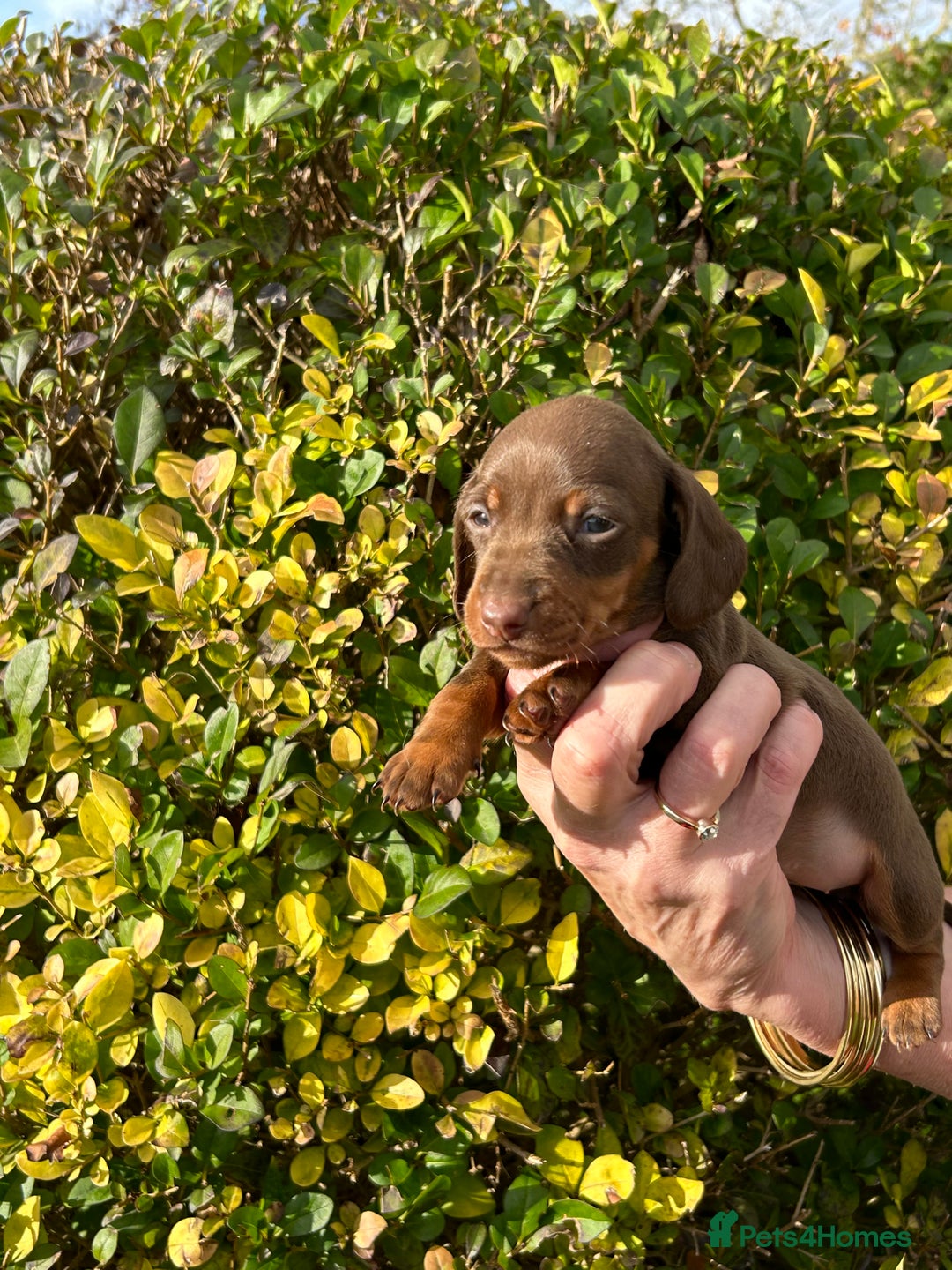 Miniature Dachshund dogs for sale: Kc reg mini dachshunds - Image 9