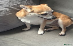 Chihuahua dogs for sale: Male Chihuahua looking for forever home - Image 6