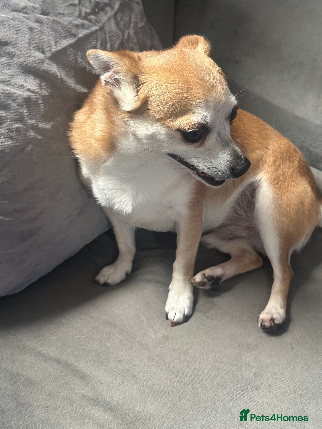 Chihuahua dogs for sale: Male Chihuahua looking for forever home - Image 6