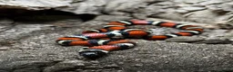 Milk Snake reptiles for sale: CB25 Nelson’s Milksnake in Peterlee - Advert 4