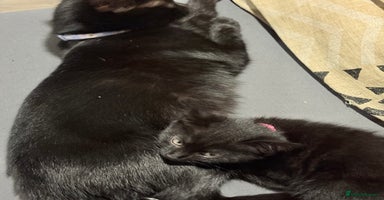 Mixed Breed cats - Advert 15