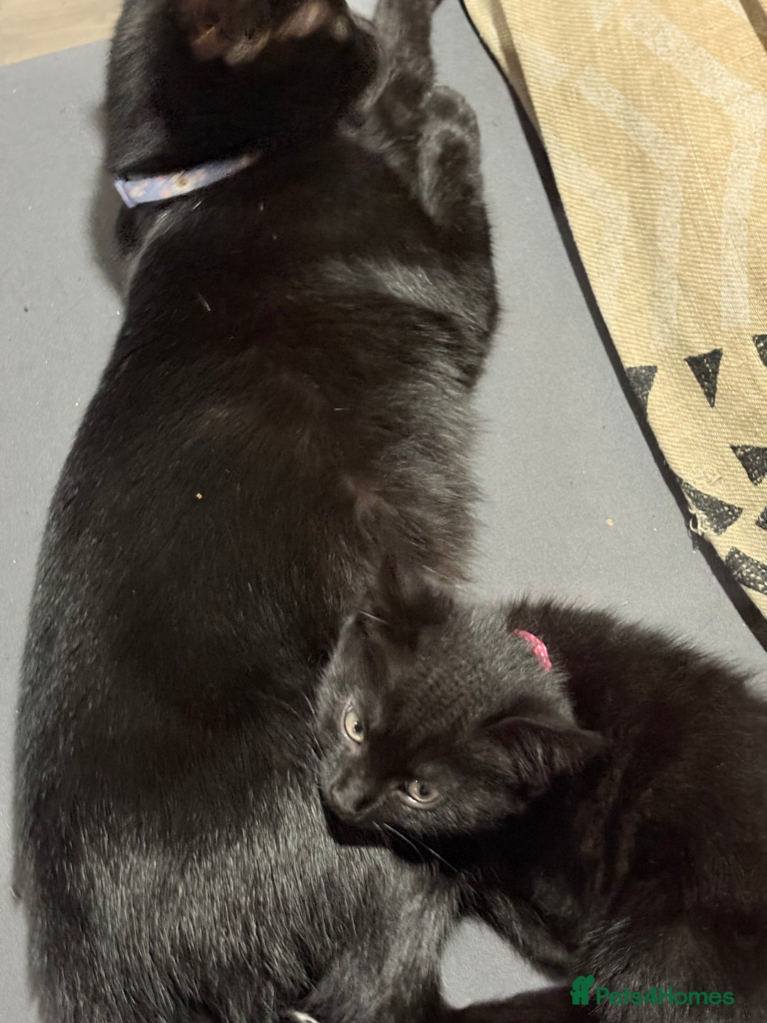 Mixed Breed cats for sale: 1 little girl kitten left  - Image 3