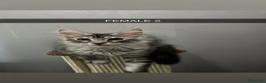 Maine Coon 2