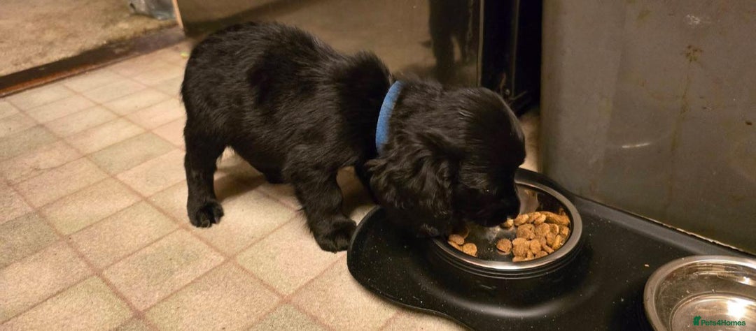 Cockapoo dogs for sale: Cockapoo pups - Advert 7