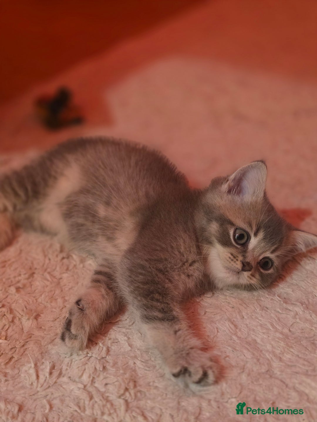 British Shorthair cats for sale: British shorthair  - Advert 2