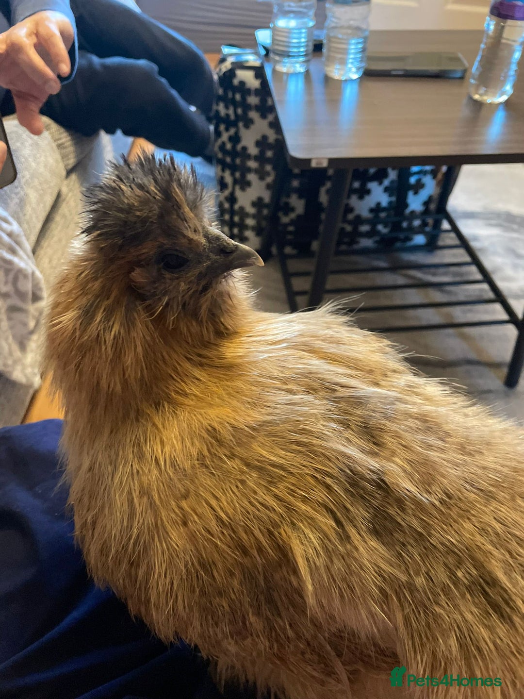 Chickens poultry for sale: 🐔 Loving Home Wanted for 4 Beautiful Hens  - Image 7