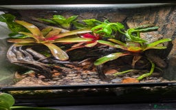 Frog reptiles for sale: Dendrobates auratus Panama special dart frogs  - Image 3