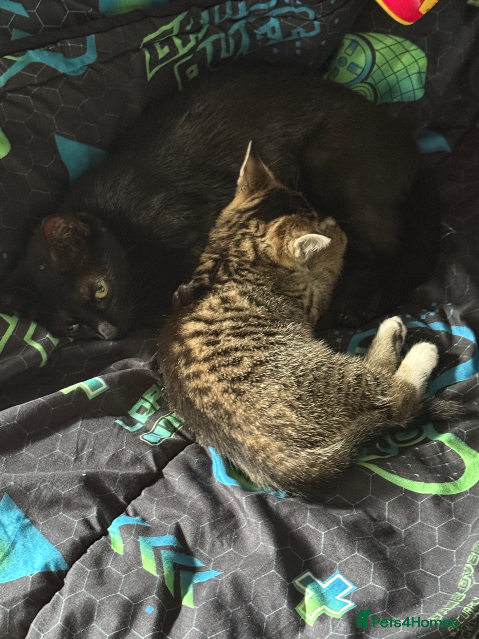Mixed Breed cats for sale: Two beautiful female tabby kitten  - Advert 2