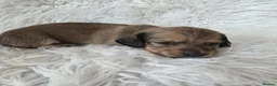 Miniature Dachshund dogs for sale: KC reg, solid Black puppies  - Advert 3