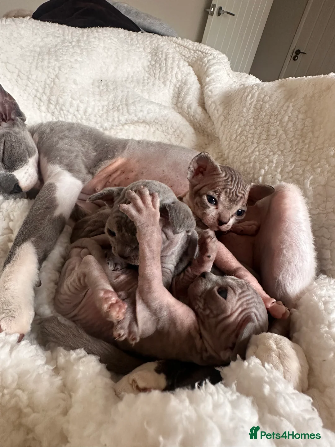 Sphynx cats for sale: Beautiful sphynx kittens from a mum and dad home - Advert 16