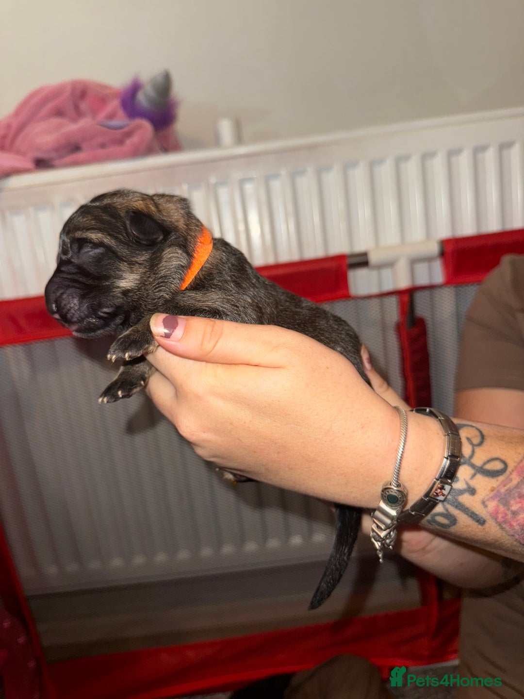 German Shepherd dogs for sale: German shepard  pups  - Image 7