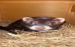 Ferret rodents for sale: Two male ferrets needing new 🏡  - Image 1