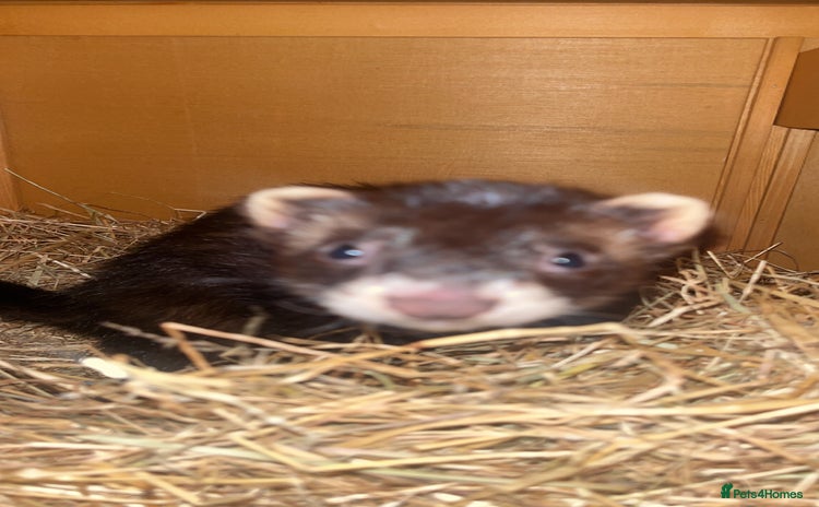 Ferret rodents - Advert 1