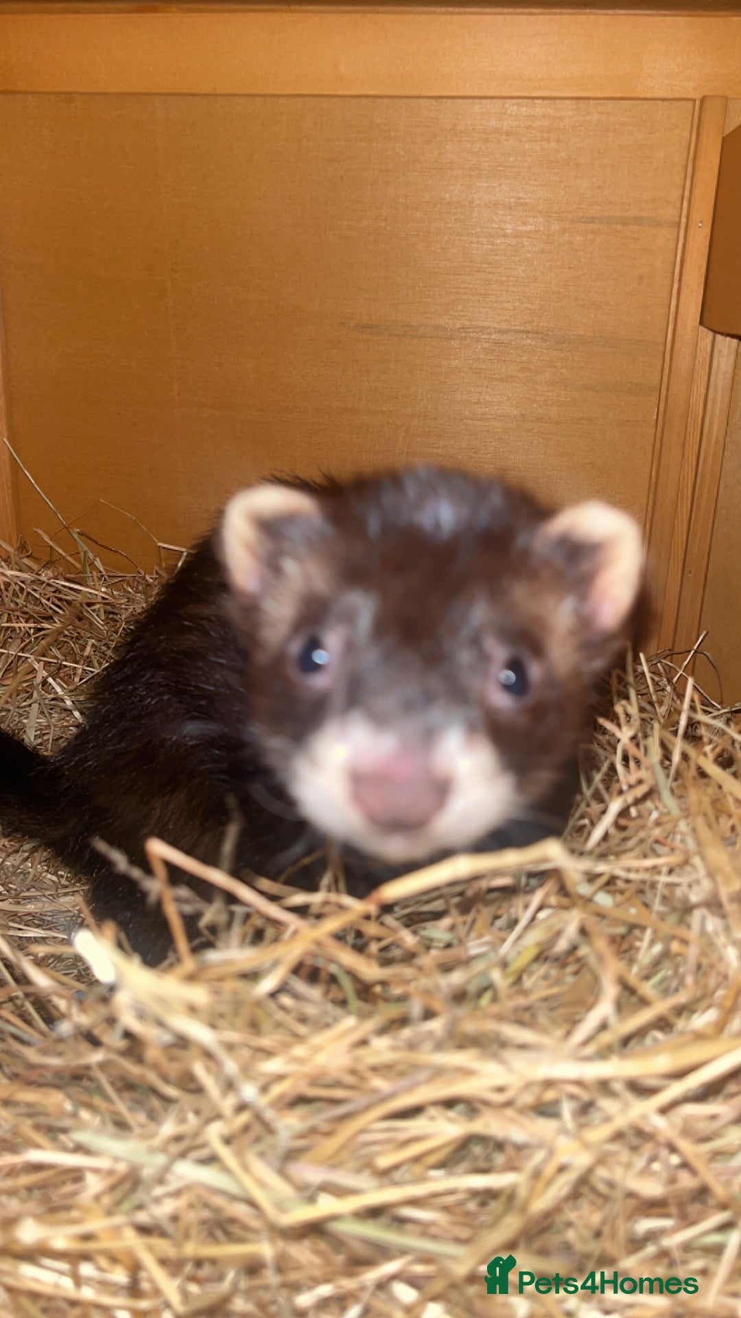 Ferret rodents for sale: Two male ferrets needing new 🏡  - Image 1