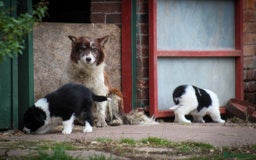 Border Collie dogs for sale: Border Collie Puppies for Sale - Image 3