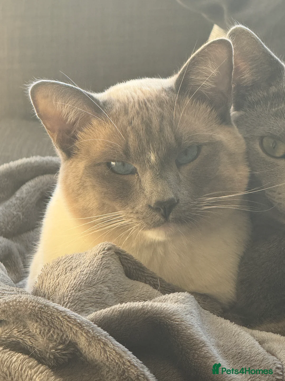 Ragamese cats for sale: Stunning 1yr old Blue Point Ragamese fluffball - Advert 3