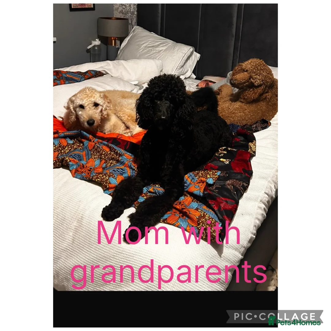Labradoodle dogs for sale: Standard f2bb multigenerational labradoodle - Advert 4