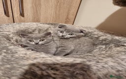 Scottish Fold cats for sale:  One Scottish fold another Scottish straight  - Image 4