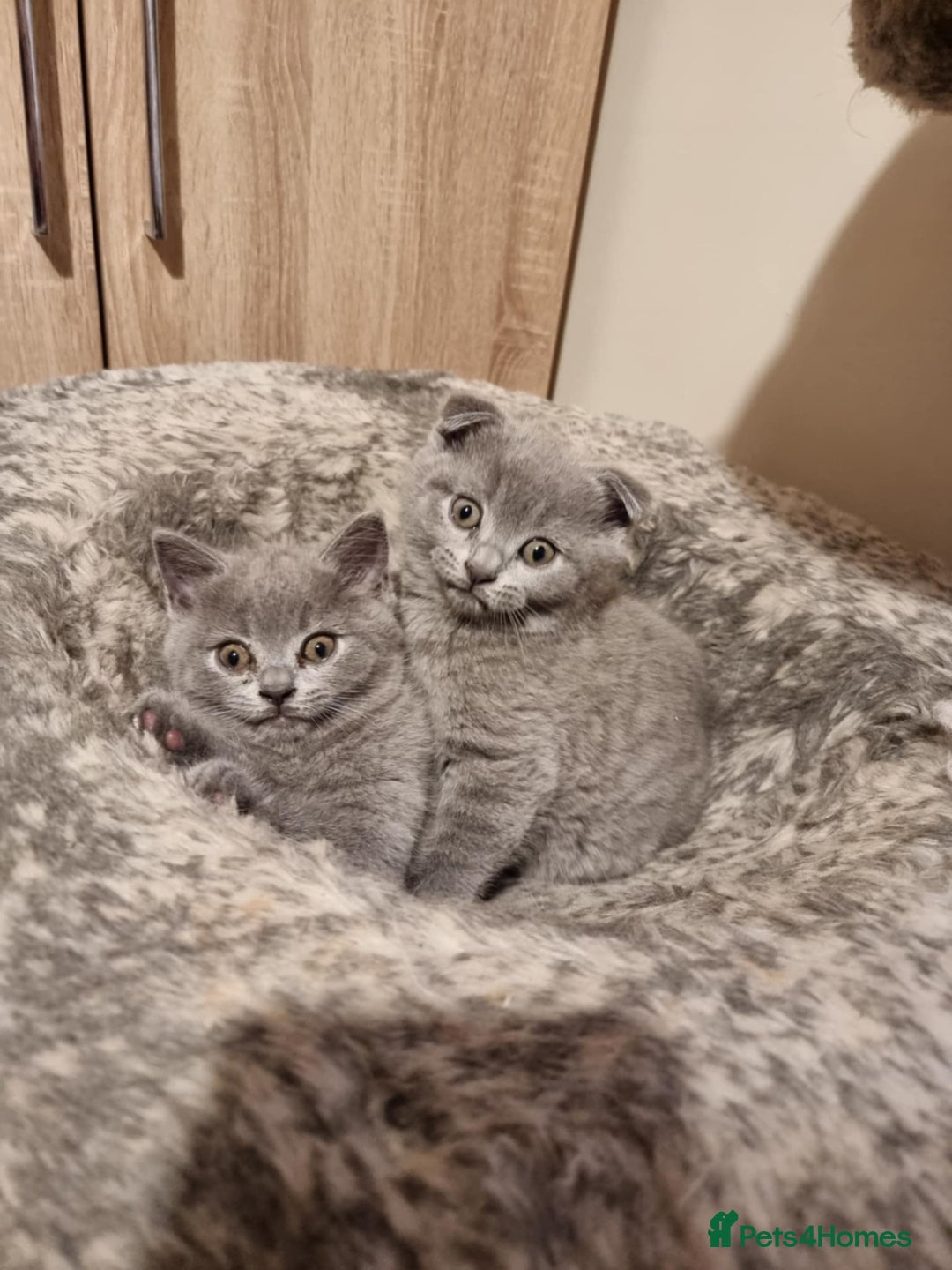 Scottish Fold cats for sale:  One Scottish fold another Scottish straight  - Image 4