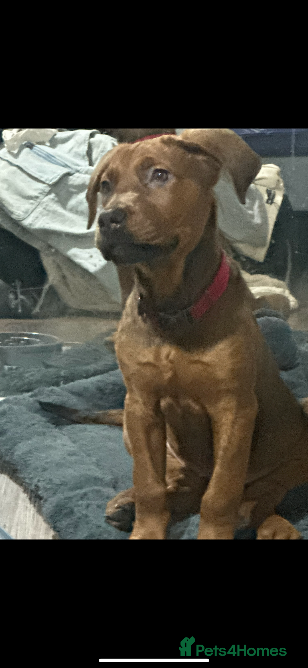 Mixed Breed dogs for sale: German Shepherd  ** tiff Puppy Loving Home Wanted - Advert 4