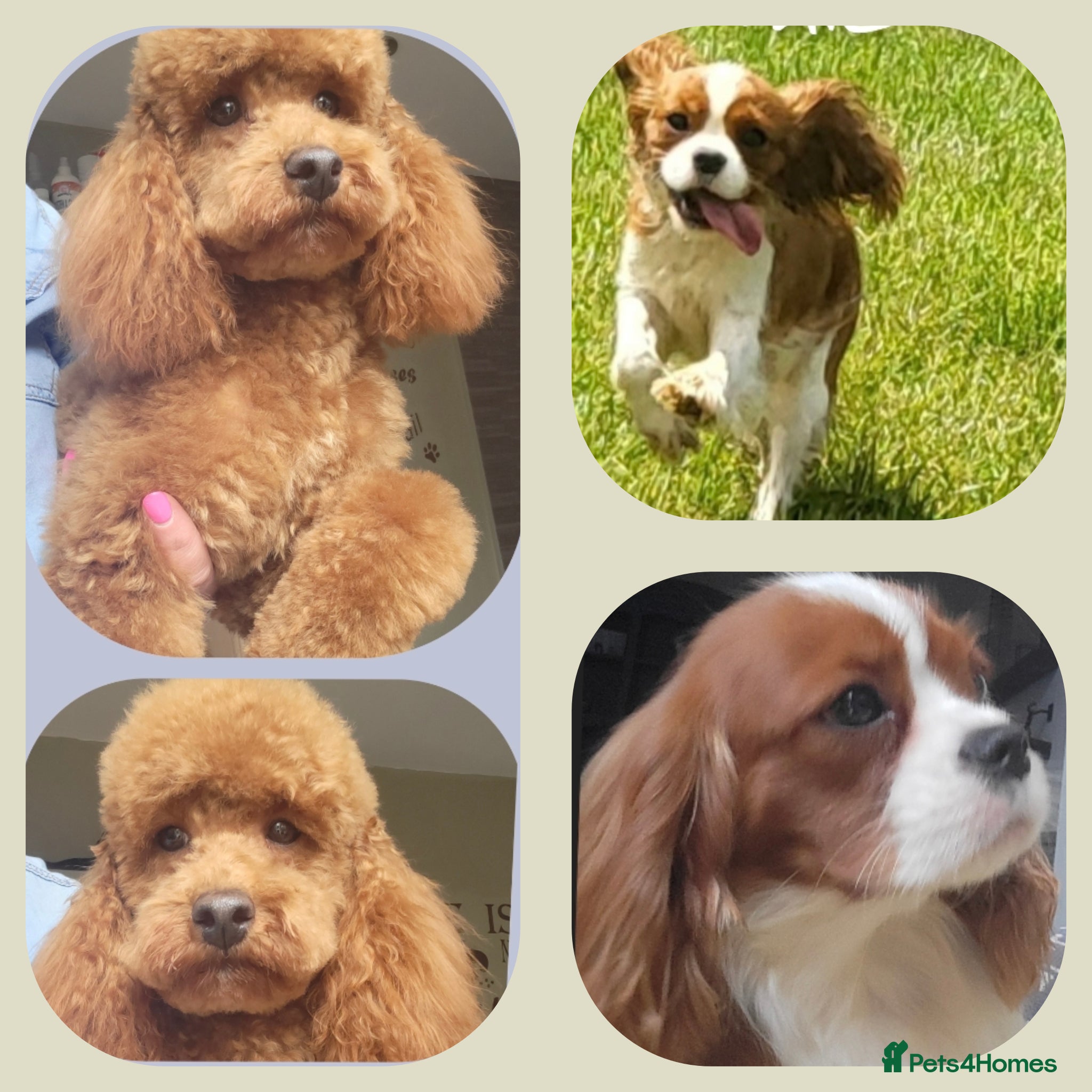 Cavapoo dogs F1 Toy Cavapoo Litter Planned  - Advert 3