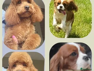 Cavapoo dogs F1 Toy Cavapoo Litter Planned - Advert 1