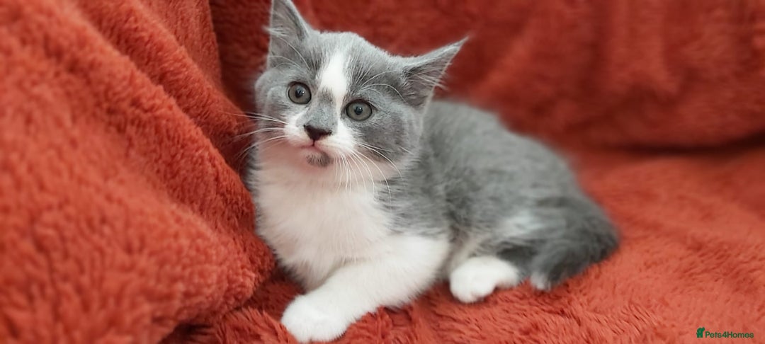 British Shorthair cats for sale: British short hair kittens  - Image 3